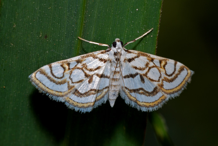 Nymphula nitidulata ??